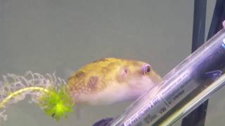 Ocellated puffer fish [upl. by Ditzel]