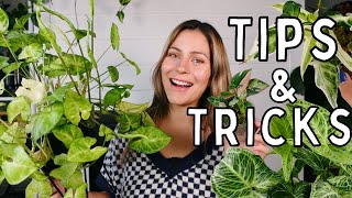 Syngonium Plant Care Tips amp Tricks  Syngonium Houseplant Care Arrowhead Plant [upl. by Endora390]