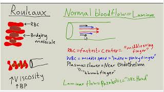 Endothelial glycocalyx amp blood flow part 2 [upl. by Ynohtna]