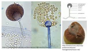 Part 4 Conidiospores Sporangiospore Zygospores Macroconidia microconidia [upl. by Emelita]