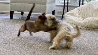 Burmese Cat vs Havanese Dog  Who Wins [upl. by Lekzehcey]