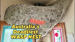 UNCUT Australia’s Deadliest WASP NEST [upl. by Cookie]