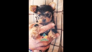 Yorkie Terrier Puppy Little CEZ Early Morning Blues [upl. by Eednahs]