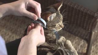 How to Use Seresto for Cats  HD [upl. by Tony597]