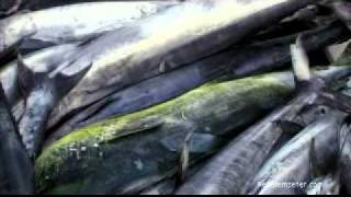 Seychellen Angeln  Seychelles Fishing powered by Reisefernsehencom  Reisevideo  travel video [upl. by Damour]