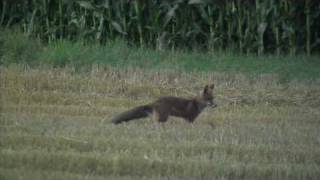 Jungfuchs sucht Mäuse  fox cub looking for mouses [upl. by Sualkin]