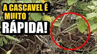 EXCLUSIVO COBRA CASCAVEL ABATENDO SEU ALIMENTO NA PRÓPRIA NATUREZA [upl. by Mccurdy907]