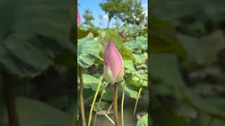 Growing Lotus From Seed 12 Days Time Lapse [upl. by Risa]