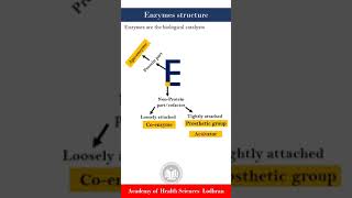 Structure of Enzymes  Biochemistry  by Imran Yaseen [upl. by Cosetta]