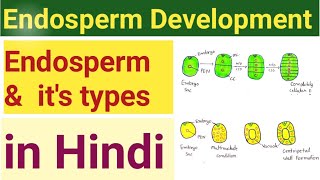 Endosperm Development Endosperm and its types endosperm bsc 2nd year endosperm class 12 [upl. by Ahsilahs187]