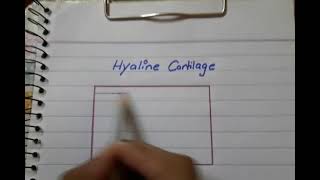 Hyaline cartilage histo diagram  Easiest way to draw hyaline cartilage [upl. by Xenos]