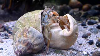 Hermit crab Pagurus bernhardus moving house in native tank in Ireland HD [upl. by Oriole]