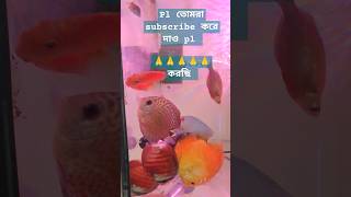 Boesemani Rainbow fish and Discus in a Planted Tank shorts aajkiraat viralvideo [upl. by Ahseetal496]