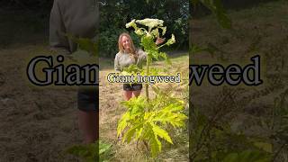 Giant hogweed can cause severe burns and blisters upon contact gardening foraging toxicplants [upl. by Enirehs]