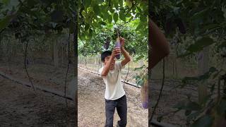 Natural landscape akebia fruit farm with eating so fresh fruit life yummy 2024 satisfying [upl. by Rehpretsirhc]