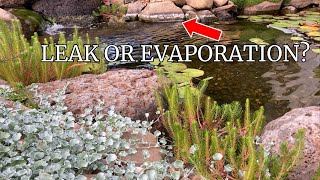 Garden pond evaporation and how to top up your pond [upl. by Enajharas860]