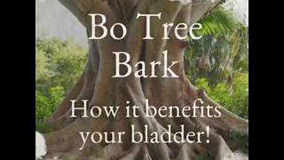 How Bodhi Tree Bark Benefits Your Bladder [upl. by Siloa]