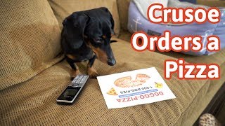 Crusoe Orders a Pizza Cute Dog Video Caught on Furbo [upl. by Leary]