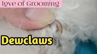 TrimmingClipping Dewclaws [upl. by Rubetta468]