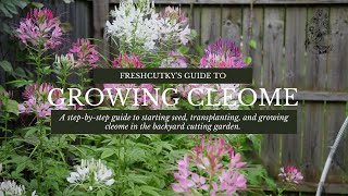 How to Grow Cleome Spider Plant from Seed Growing Cut Flower Garden Annuals [upl. by Relyat]