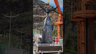 Giant grander marlin loading to get cut up to feed people [upl. by Waylan]