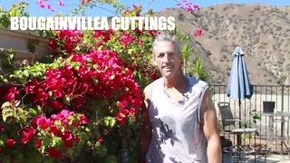 quotYoutubequot Bougainvillea Cuttings [upl. by Acirfa]