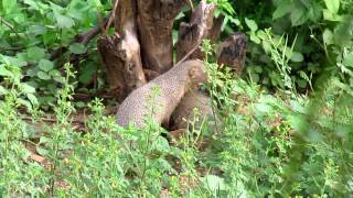 The small indian mongoose Herpestes javanicus [upl. by Wyly]