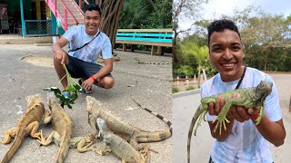 IGUANAS GIGANTES en HONDURAS y una PLAYA VIRGEN [upl. by Gladdy]