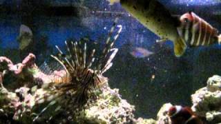 Lionfish vs Dogface Puffer during feeding time [upl. by Akemahc159]