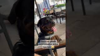 Albay dog rotwellier köpek rottwhiler motovlog [upl. by Werdma421]