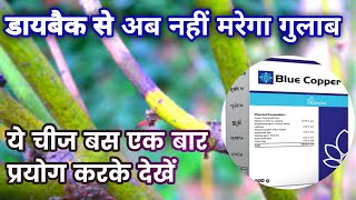 डायबैक से मरते गुलाब के पौधे को बचायेगी ये चीज बस एक बार प्रयोग करके देखें Rose dieback treatment [upl. by Tommy]