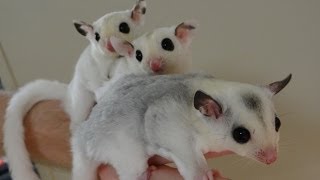 The Pet Glider A Family Portrait of Cute Mosaic Sugar Gliders [upl. by Heyer]