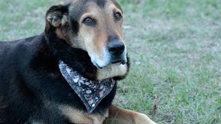 How to make a Pet Bandana DIY Tutorial [upl. by Miharbi]