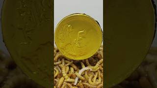 10 000 Mealworms vs CHOCOLATE [upl. by Attenaej127]