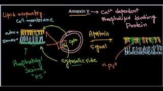 Annexin V [upl. by Kruse]