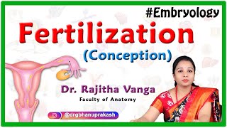 Fertilization conception Embryology [upl. by Eceinwahs]