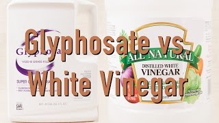 Killing Weeds With Glyphosate vs Distilled White Vinegar  DiTuro Productions [upl. by Anyat]