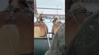 Snowy HorseDrawn Sleigh Ride in Pennsylvania [upl. by Negem416]