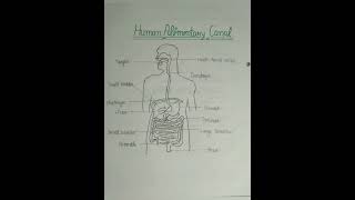 Human alimentary canal file Dont forget to seeQuizFileHub [upl. by Barny]