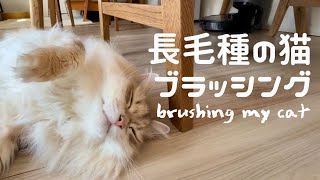 サイベリアンはトリプルコートの毛質なので、毎日のブラッシングは欠かせません｜Brushing my longhaired cat is part of my daily routine [upl. by Anerev]