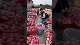 चीन वाले सेबो पर लाल रंग क्यों लगा रहे हैं 🤔 apple colour [upl. by Anneh]