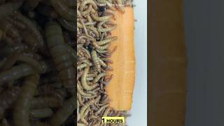 10 000 mealworms vs carrot Timelapse 🥕 [upl. by Litta]