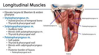 Larynx Pharynx and CST LO 3  Pharyngeal Muscles [upl. by Palla]