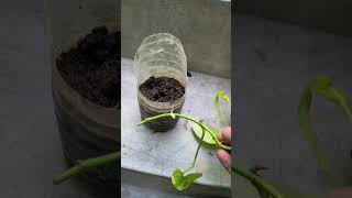 How to Grow Money plant Gold by Cuttingplants plantlover garden gardening moneyplant short [upl. by Wilkinson]