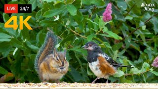 🔴 247 LIVE Cat TV for Cats to Watch 😺 Cute Birds and Squirrels 4K [upl. by Aihtenak255]