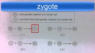 Diploid and Haploid Regents Question [upl. by Aiciled792]