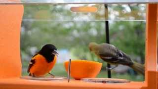 Wild Bird House  Orioles Everywhere Spring 2013 Baltimore Orioles amp Female Orchard Oriole [upl. by Nonnahsal]