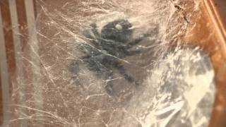 Jumping Spider Webbing Her EggsTime Lapse [upl. by Aluk]