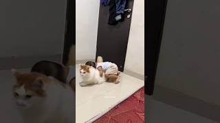 Ocil lari cil jangan diem aja 🤣 kucingpororo pororo catlover [upl. by Fara]