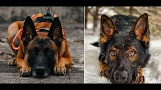 German Shepherds vs Belgian Malinois The Ultimate Family and Work Dogs [upl. by Hagood358]